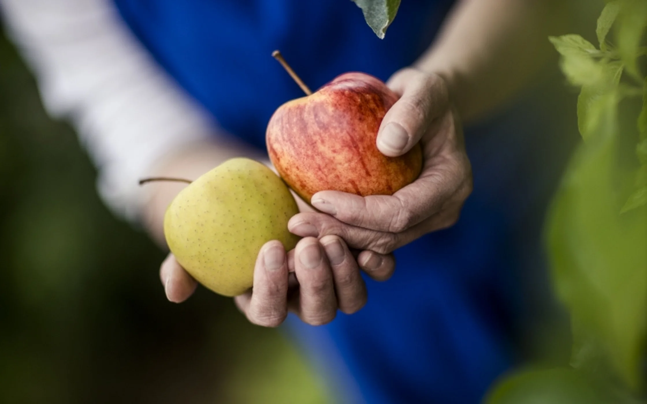ApfelFlorian Andergassen_800x533.jpg